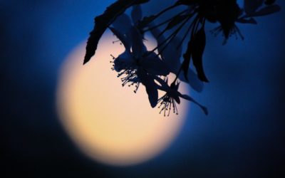 Tonight’s FULL FLOWER MOON