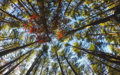 How to Deal with OVERWHELM