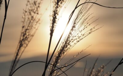 Emotional Authenticity